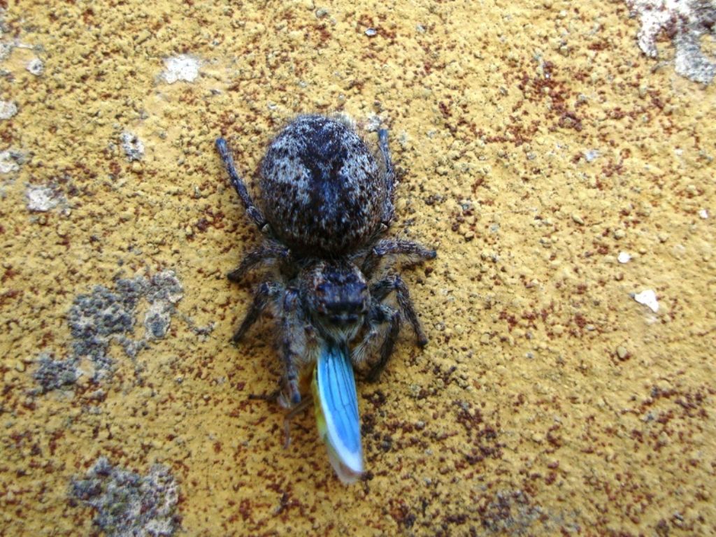 Femmina di Philaeus chrysops - Migliarino (PI)